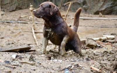 Bombeiros de SC com cães irão atuar em Pernambuco