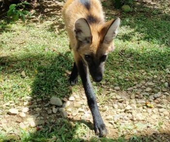 Lobo adotado como cachorro por engano vai para zoológico de SC