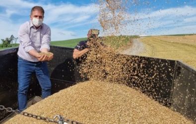 Estado investirá R$ 10 milhões para incentivar o cultivo de cereais de inverno em Santa Catarina