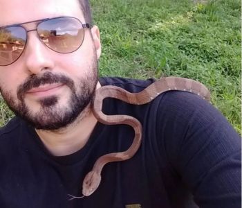 Cobra dormideira rara de ser vista é resgatada em para-brisa de carro