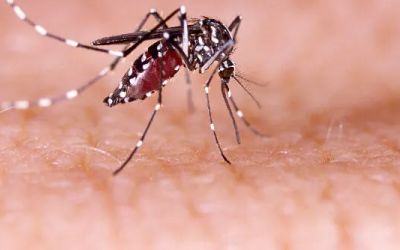 Concórdia confirma primeiro óbito por dengue