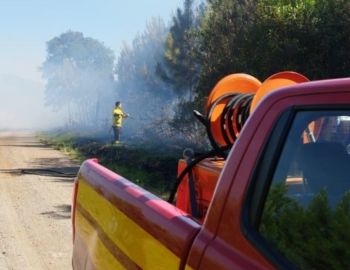 Bombeiros combatem incêndio em área de reflorestamento 