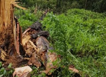 Vendaval no interior de Videira deixa rastro de destruição