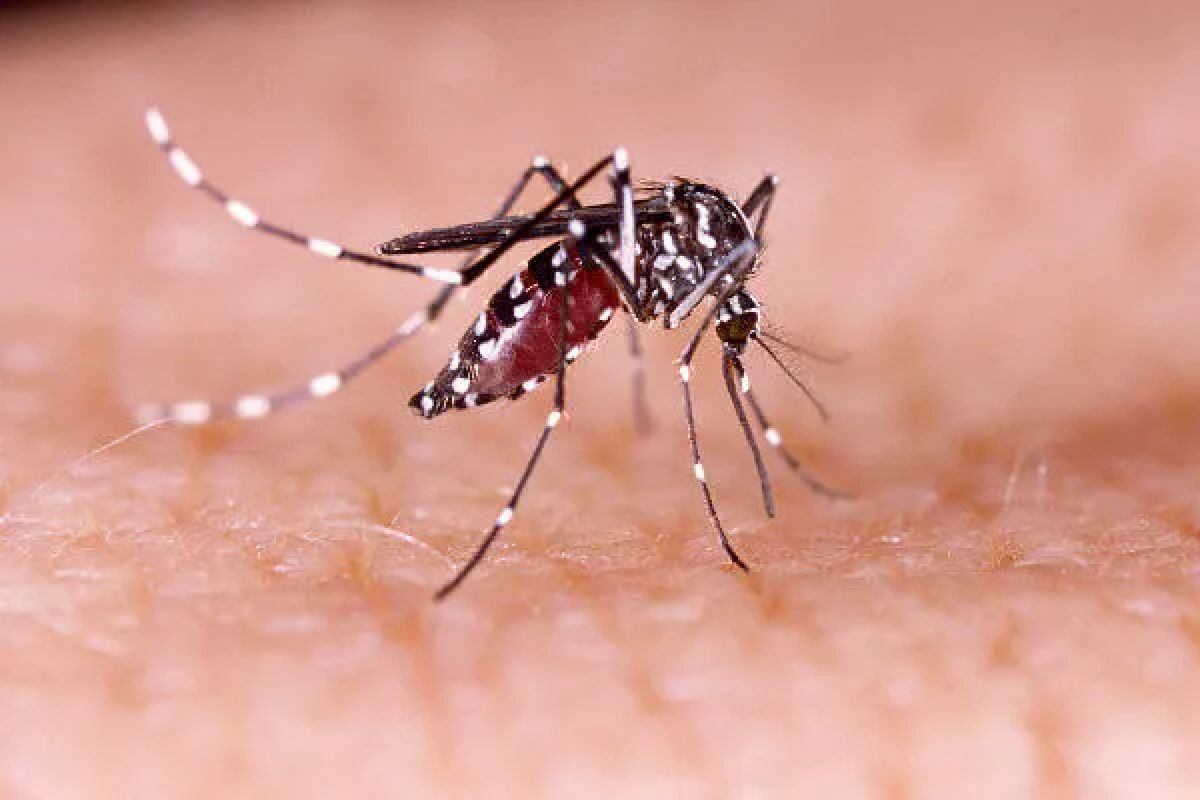 Santa Catarina atinge ‘boom’ da dengue com mais de 100 mil casos prováveis