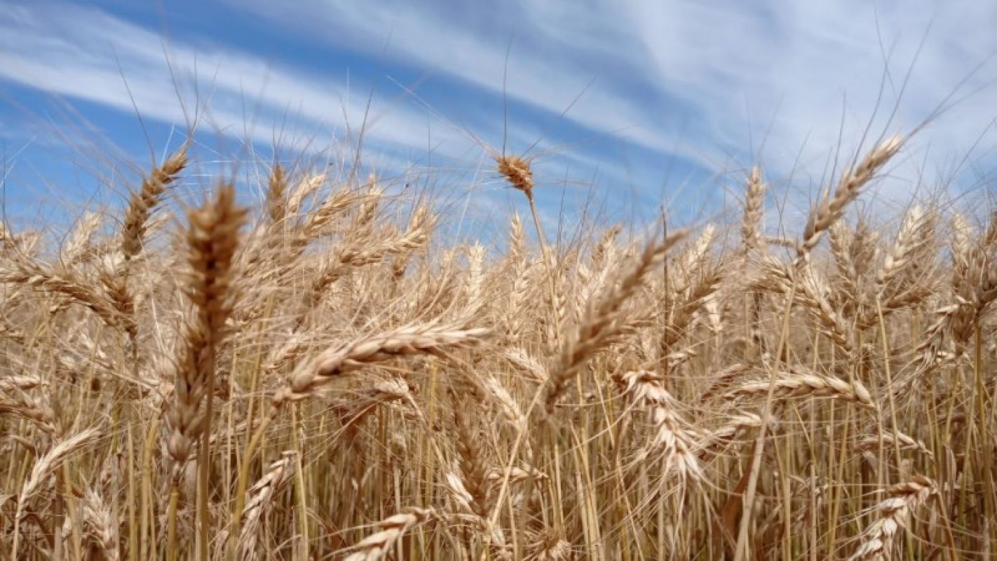 Chuvas prejudicam qualidade do trigo e queda nos preços preocupam produtores