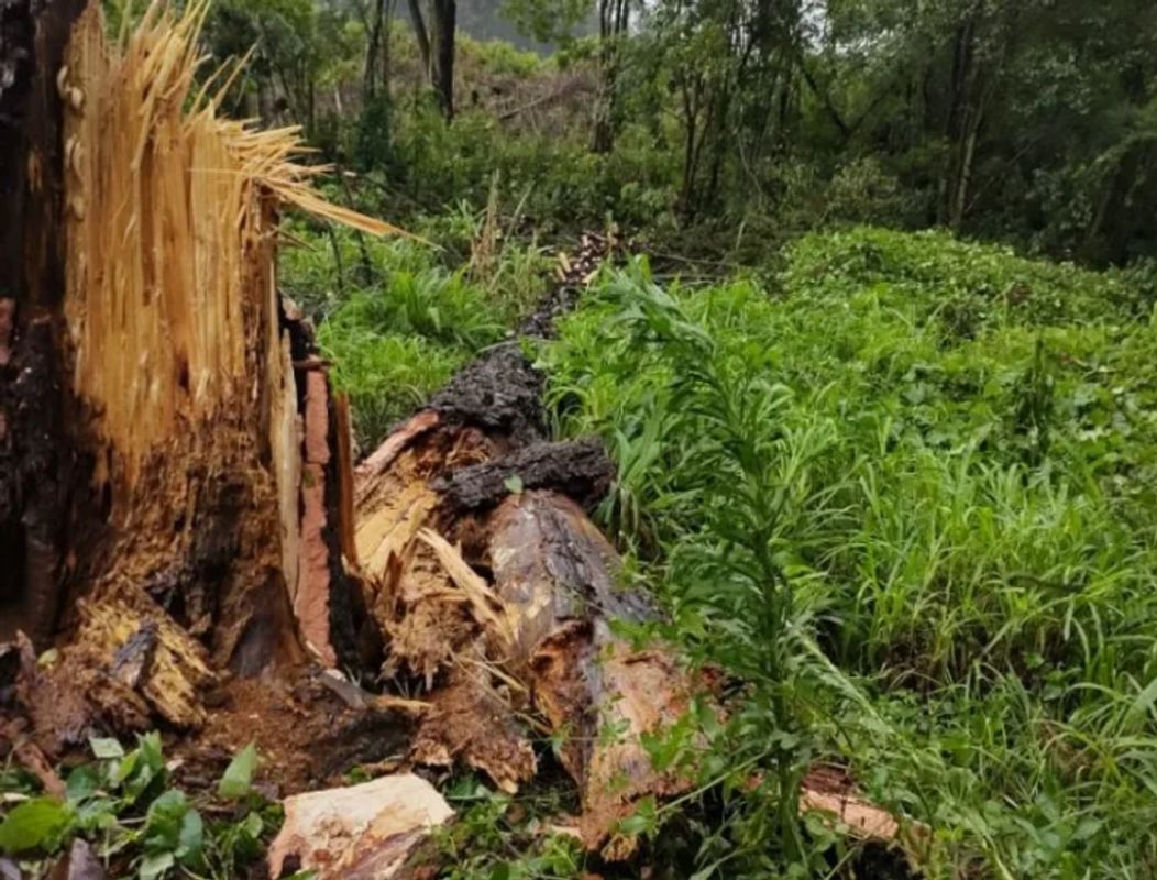 Vendaval no interior de Videira deixa rastro de destruição