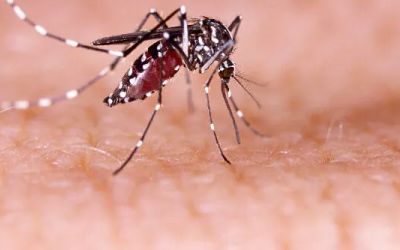 Joaçaba registra caso de dengue no município e acende alerta da população