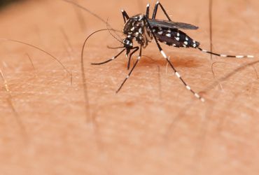  Município de Luzerna é considerado infestado pelo mosquito da dengue