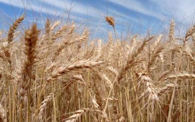 Chuvas prejudicam qualidade do trigo e queda nos preços preocupam produtores