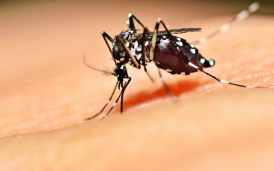 Luzerna confirma primeiro caso de dengue neste ano